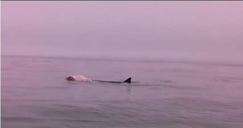 From Ryan Casey's video, available below, of what appears to be a great white shark feeding. Courtesy of Ryan Casey, edited by Ryan Leighton